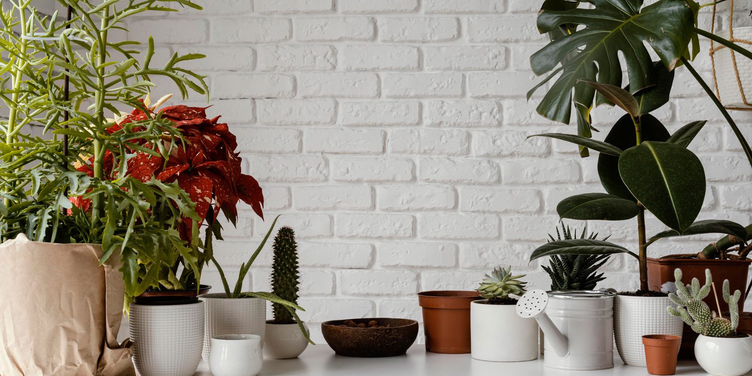 วิธีการดูแลต้นไม้ฟอกอากาศ วิธีการดูแลต้นไม้ฟอกอากาศ