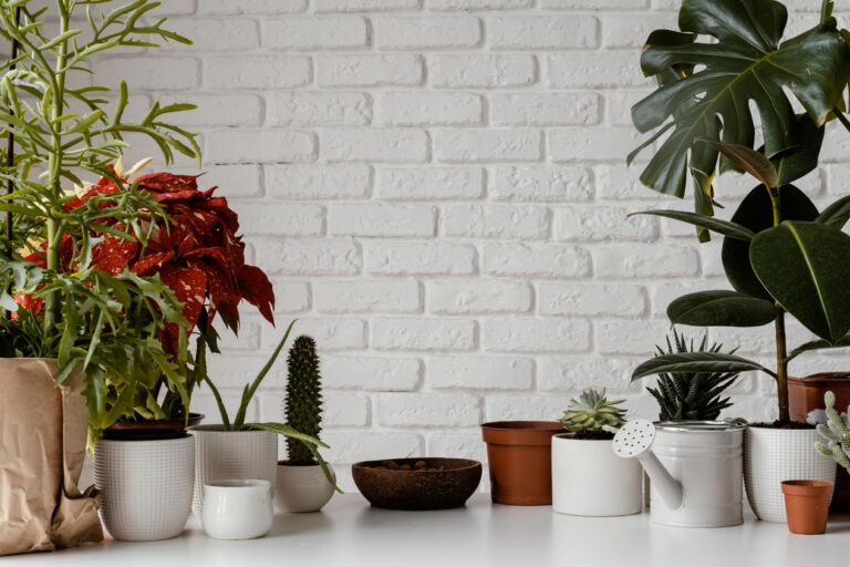 วิธีการดูแลต้นไม้ฟอกอากาศ