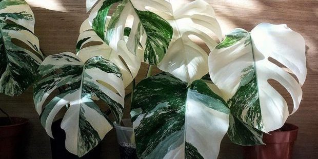 5 ไม้ด่างฮอตฮิตมาแรง และวิธีดูแลต้นไม้ใบด่างที่ได้ผลดี