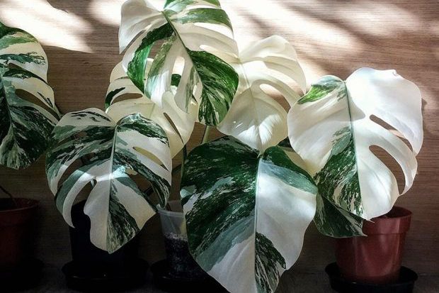 5 ไม้ด่างฮอตฮิตมาแรง และวิธีดูแลต้นไม้ใบด่างที่ได้ผลดี