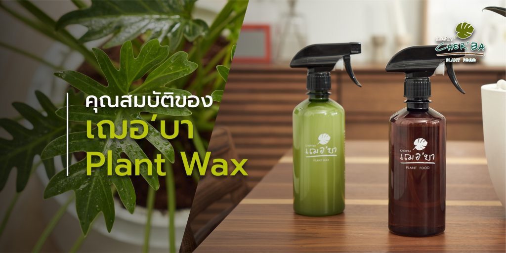 เฌอ’บา Plant Wax