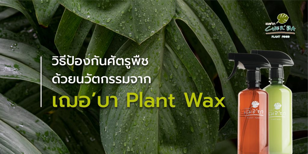 เฌอ’บา Plant Wax