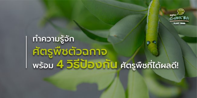 วิธีป้องกันศัตรูพืช วิธีป้องกันศัตรูพืช