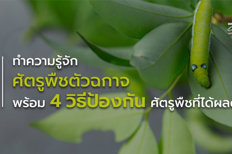 วิธีป้องกันศัตรูพืช